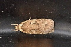 Agonopterix ciliella/heracliana