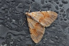 Fjærbarmåler (Pennithera firmata)