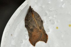 Konkavflatvikler (Acleris emargana)