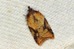 Mjødurtflatvikler (Acleris aspersana)