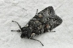 Grått kappefly (Lithophane consocia)