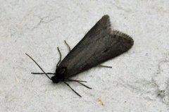 Frostvikler (Exapate congelatella)