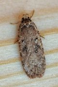 Agonopterix ciliella/heracliana