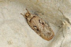 Agonopterix ocellana