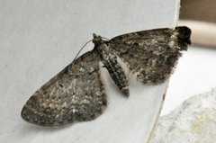 Einerdvergmåler (Eupithecia intricata)