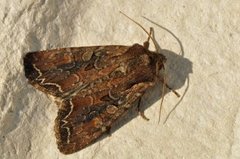 Brunt lundfly (Lacanobia suasa)