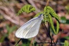 Skoghvitvinge (Leptidea sinapis)