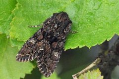 Brunt lærfly (Mniotype adusta)