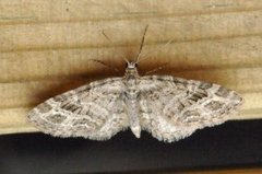 Strekdvergmåler (Eupithecia exiguata)