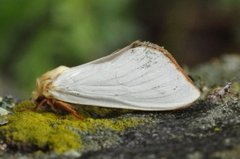 Spøkelsesroteter (Hepialus humuli)