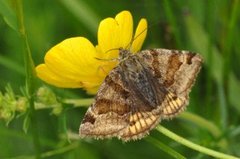 Brunt slåttefly (Euclidia glyphica)