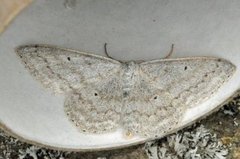 Bergurtemåler (Scopula incanata)