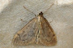 Marimjelleengmott (Anania fuscalis)