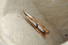 Treflekket nebbmott (Catoptria permutatellus)