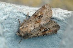 Åkerengfly (Apamea sordens)