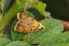 Roseflatvikler (Acleris bergmanniana)