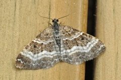 Grå mauremåler (Epirrhoe alternata)