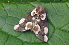 Flekkhalvspinner (Thyatira batis)