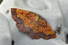 Ospebrannmåler (Epione vespertaria)