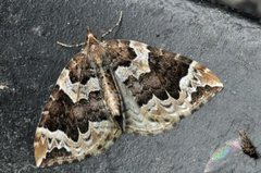 Hagebærmåler (Eulithis prunata)