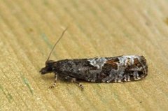 Bjørkekveldvikler (Epinotia trigonella)