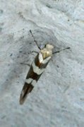 Oreblomstmøll (Argyresthia goedartella)