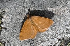 Brun buemåler (Macaria brunneata)