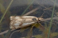 Myrnebbmott (Crambus alienellus)