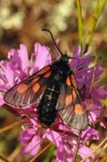 Fjellbloddråpesvermer (Zygaena exulans)