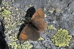 Fjellringvinge (Erebia pandrose)