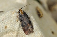 Agonopterix liturosa