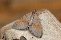 Fjærbarmåler (Thera firmata)