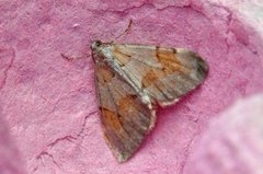 Fjærbarmåler (Pennithera firmata)
