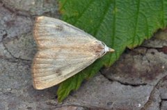 Gult nebbfly (Rivula sericealis)