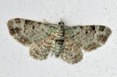 Epleblomstmåler (Pasiphila rectangulata)