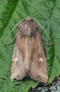 Brunt sumpfly (Helotropha leucostigma)