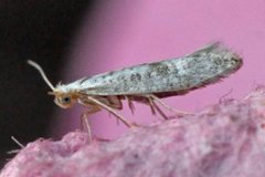 Argyresthia retinella