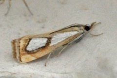 Toflekket nebbmott (Catoptria pinella)