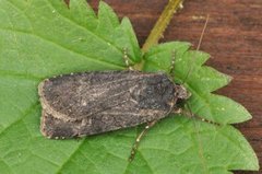 Svart jordfly (Euxoa nigricans)