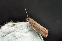Augustkveldvikler (Epinotia solandriana)