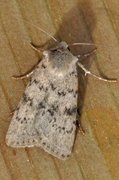 Lyst klippefly (Epipsilia grisescens)