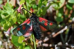 Fjellbloddråpesvermer (Zygaena exulans)