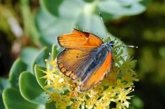 Purpurgullvinge (Lycaena hippothoe)