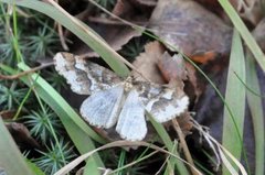 Stor frostmåler (Erannis defoliaria)