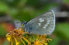 Fjellblåvinge (Plebejus orbitulus)