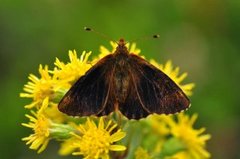 Fjellperlemorvinge (Boloria napaea)