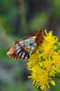 Fjellperlemorvinge (Boloria napaea)