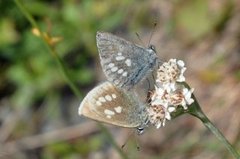 Fjellblåvinge (Plebejus orbitulus)