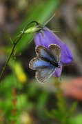 Idasblåvinge (Plebejus idas)