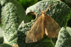 Blåbærmåler (Eulithis populata)